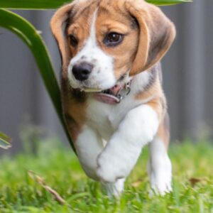 BELLA : FEMALE