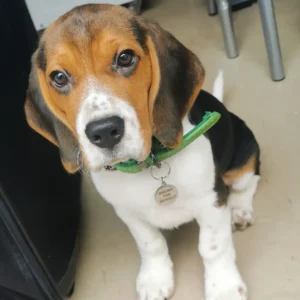 Bruno : Male