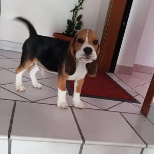 KOBI : MALE